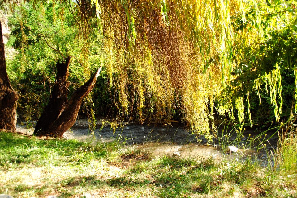 Pasto landscape green