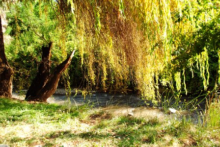 Pasto landscape green