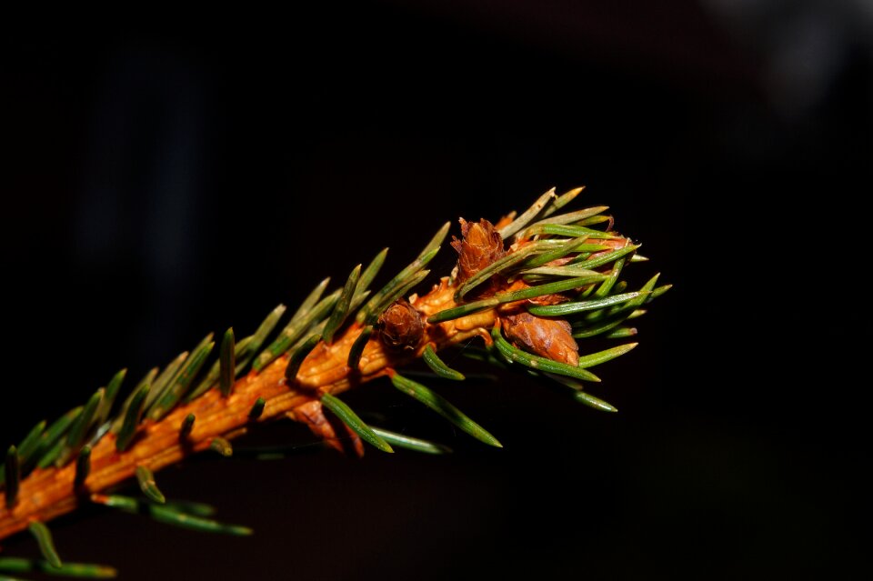 Fir tree green close up