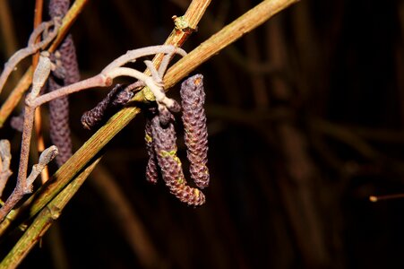 Birch flower branch nature