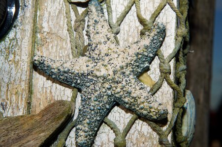 Dried decoration deco