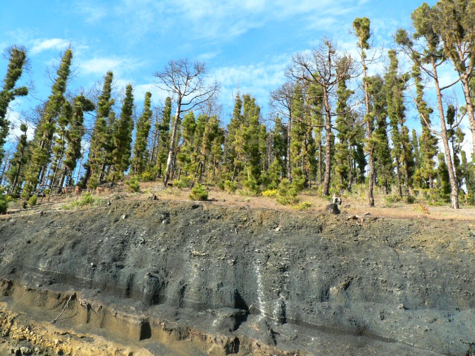Forest fire canary kiefer la palma