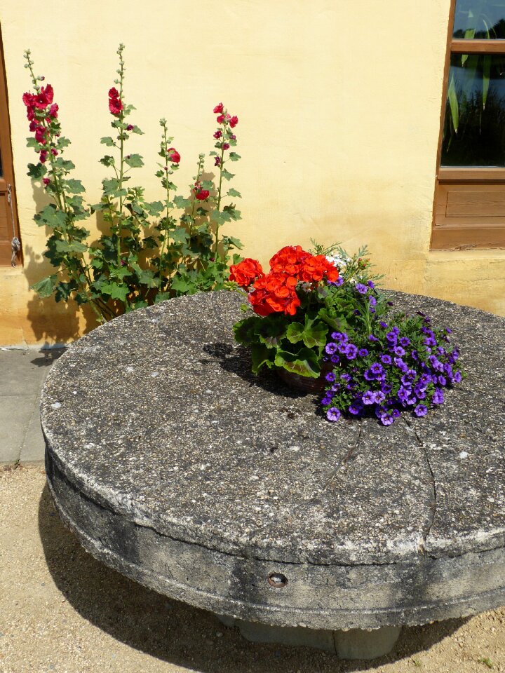 Disc geranium stock rose