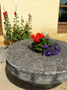 Disc geranium stock rose
