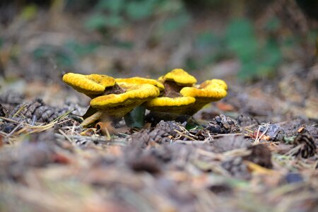Colorful mushrooms forest photo