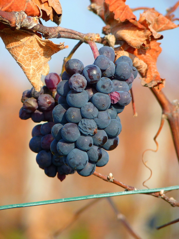Vine cultivation wine