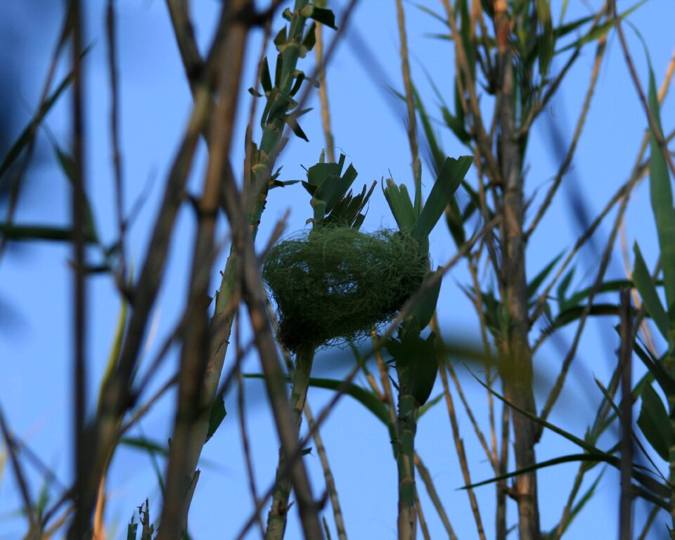Bird's weaver's reeds