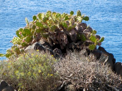 Cactus scrub Free photos