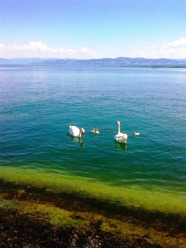 Water waters bird