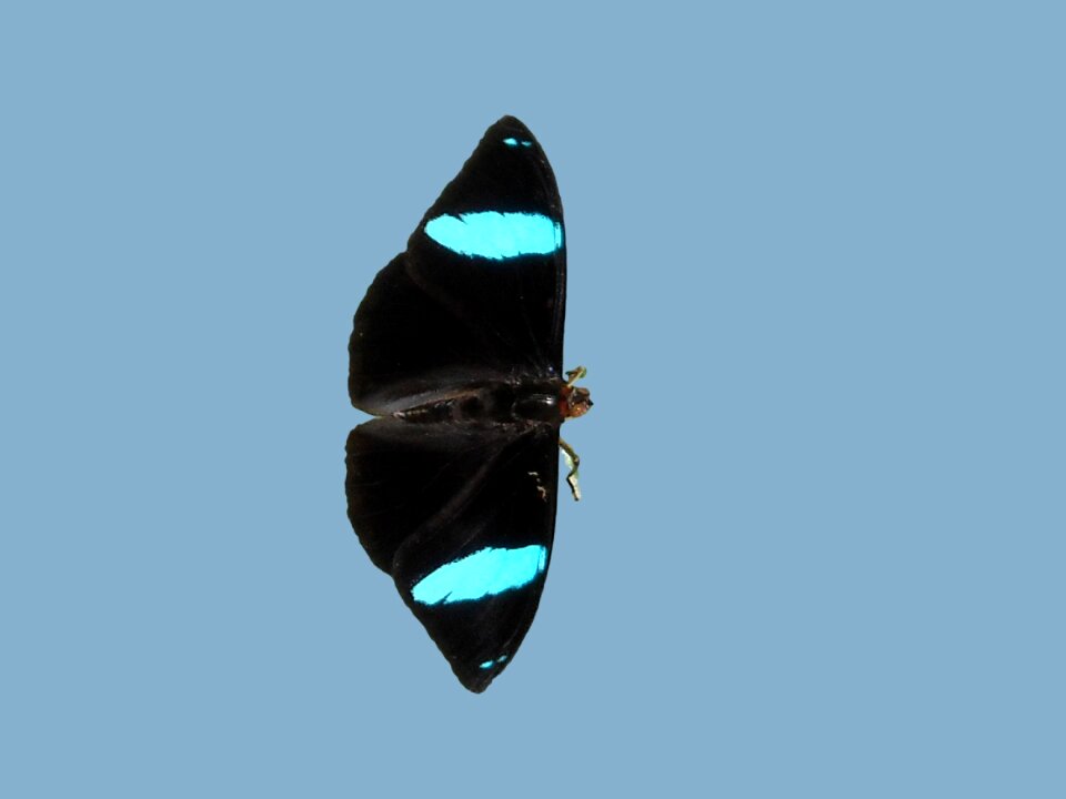 Butterfly butterfly park black butterfly with blue