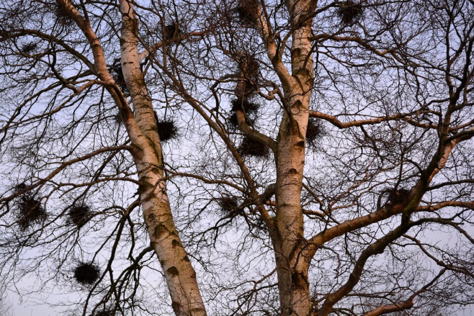 Tree birch bird nests