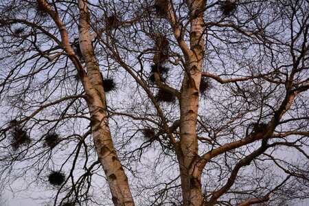 Tree birch bird nests photo