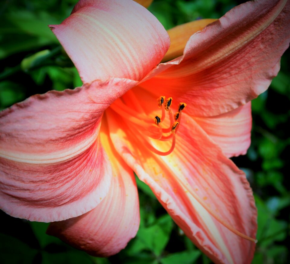 Orange fragile stamen