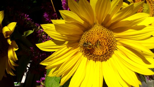 Sunflower close up blossom photo