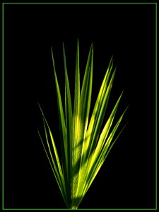 Palm leaf new leaf palm fronds