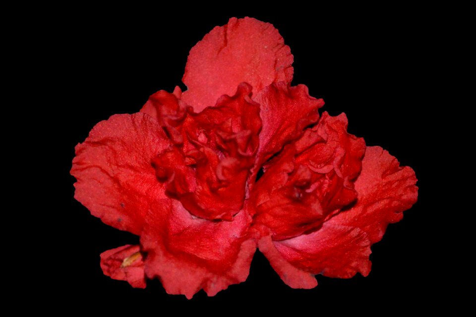 Begonia pink flower close up