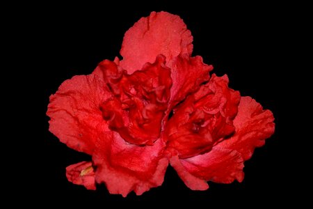 Begonia pink flower close up