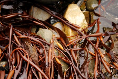 Sea cochayuyo plant