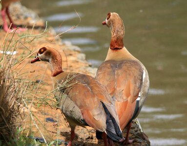 Buff pond water