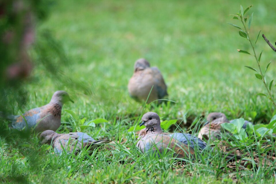 Browsing feeding eating