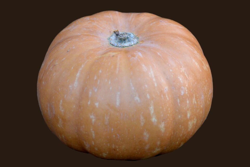 Pumpkin vegetable orange