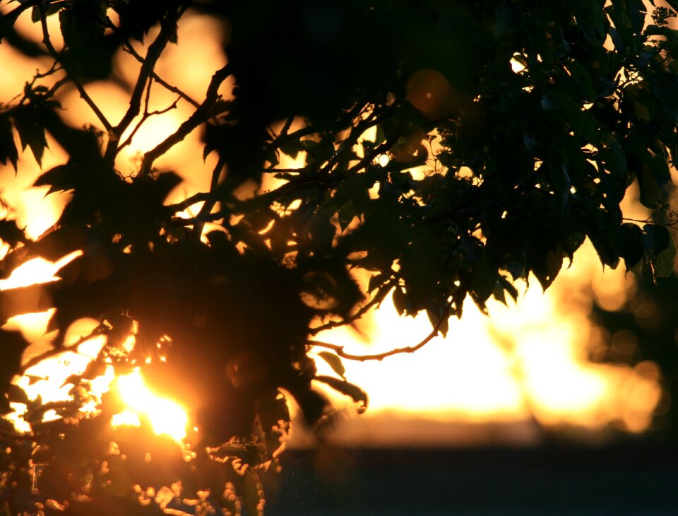 Orange gold sunlight