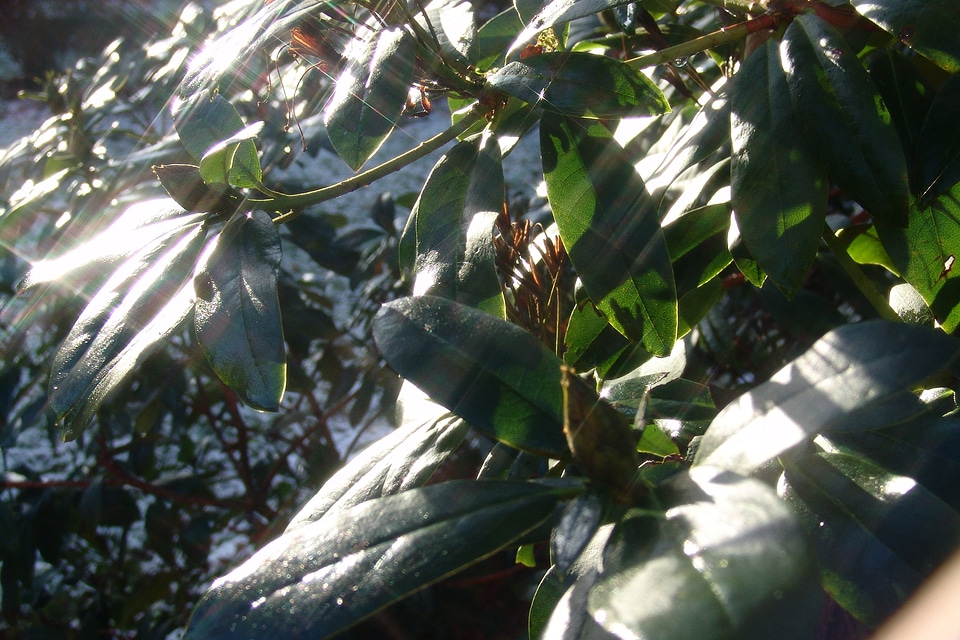 Rododendron plant bush