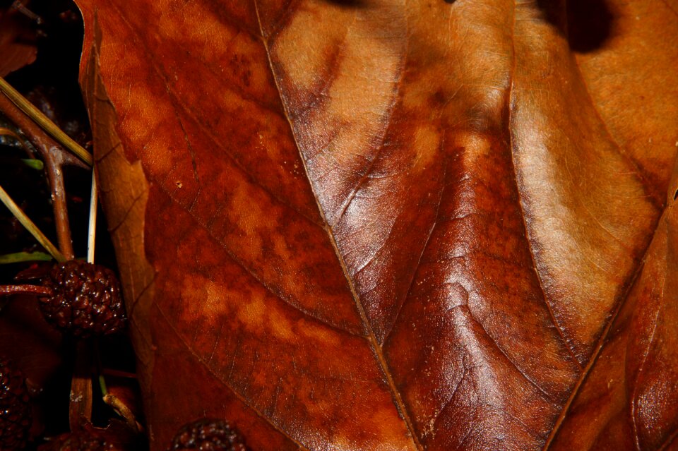 Brown autumn fall foliage