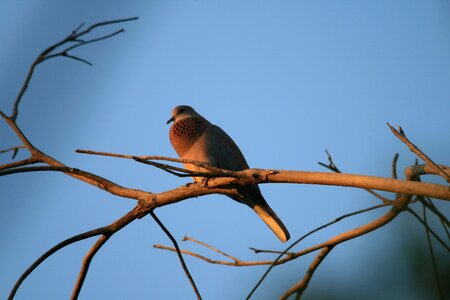 Grey-mauve perching neck puffed