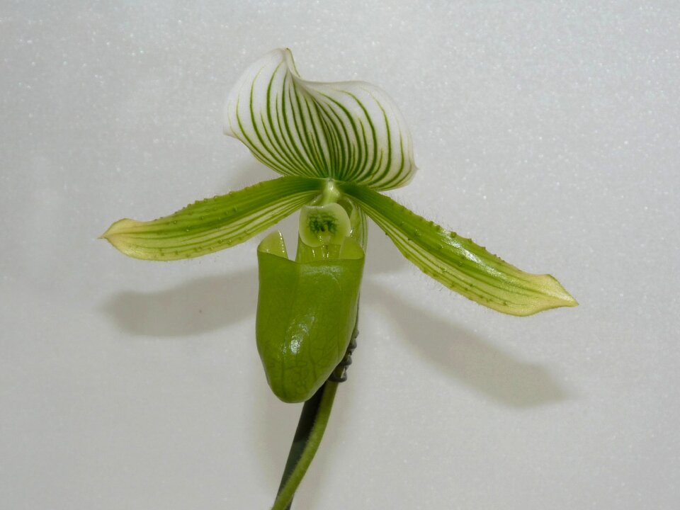 Bloom flower plant