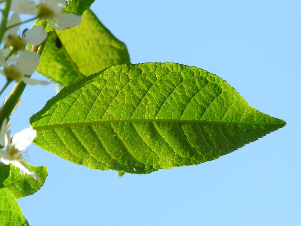 Green black cherry prunus
