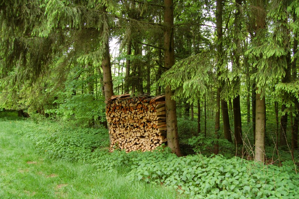 Combs thread cutting forest nature
