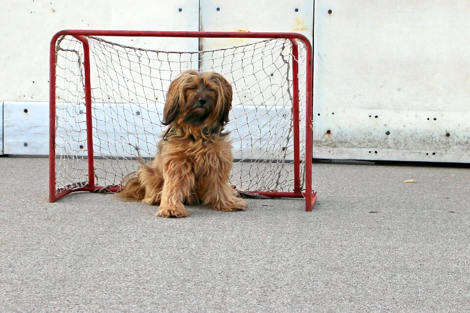 Play game goal goal