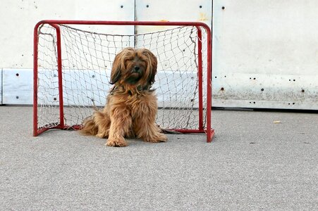 Play game goal goal