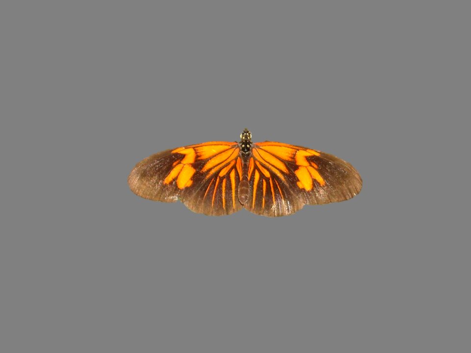 Nice night butterfly park