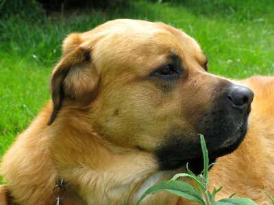 Pet dog's nose light brown photo
