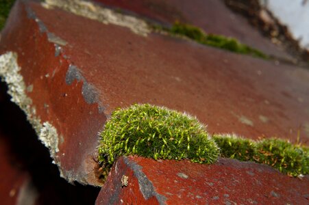 Moss green macro photo