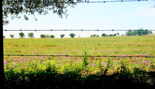 Field green summer