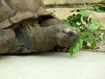 Giant tortoise zoo head