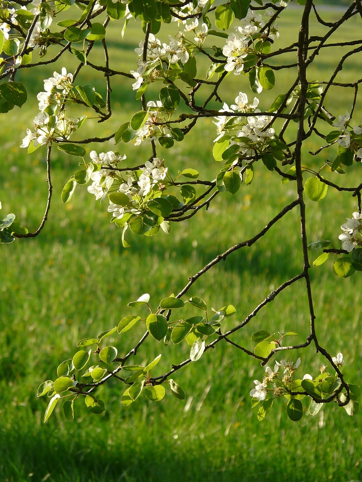 Pear blossom blossom bloom