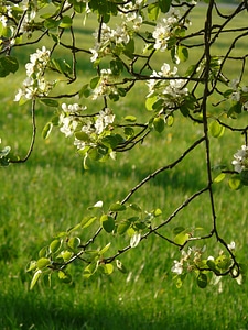Pear blossom blossom bloom