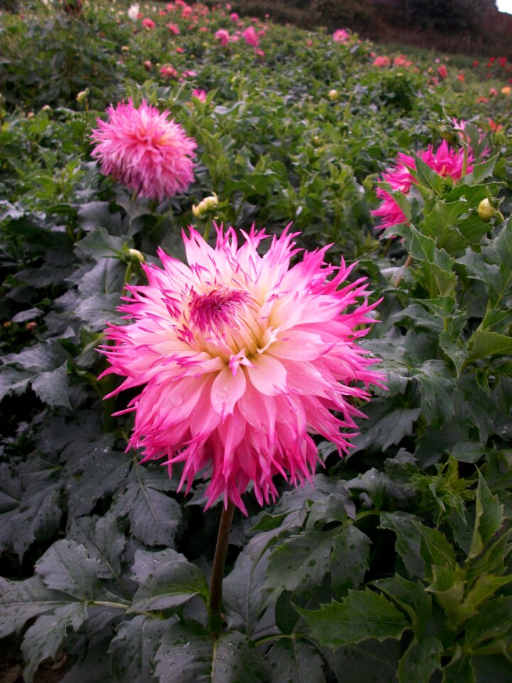 Flowers color flower