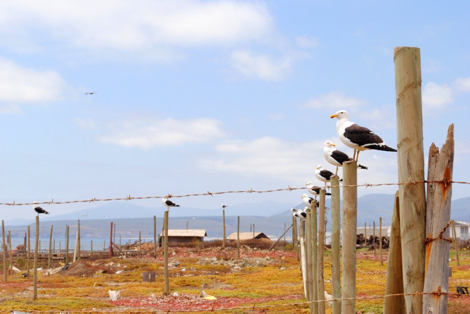Animal ocean seagulls