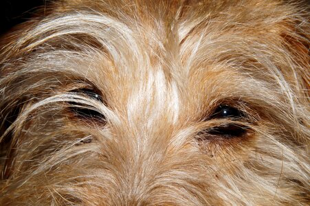 Close up small dog portrait photo