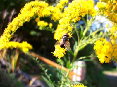 Insect flowers close up photo