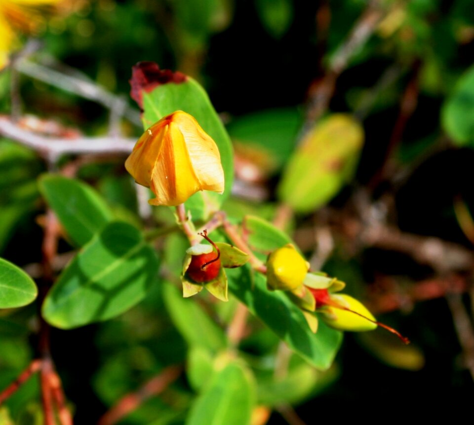 Bud st johns wort herb