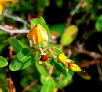 Bud st johns wort herb