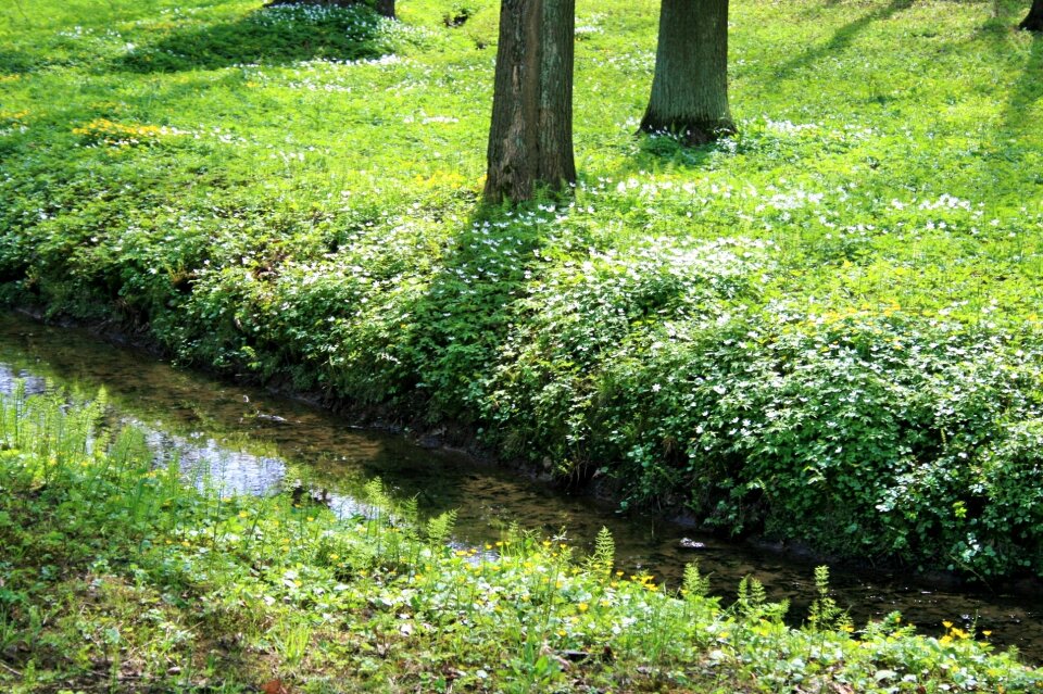 Water grass green