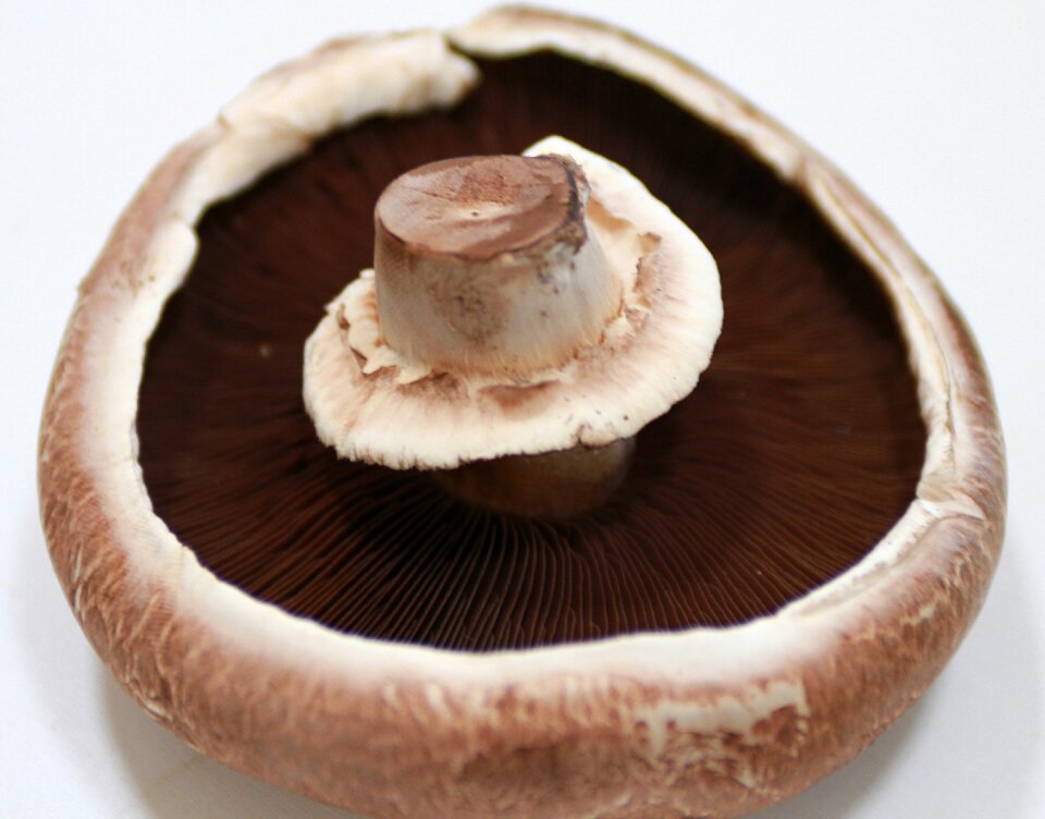 Mushroom giant mushroom food