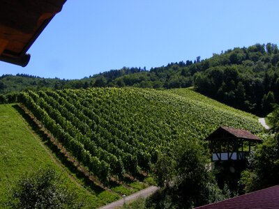 Durbach black forest vines